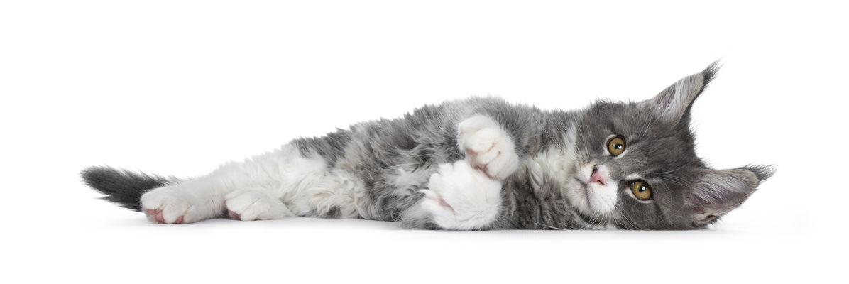 suspendere jordnødder udsagnsord Ormekur til kat uden recept • Den bedste løsning til din kat!